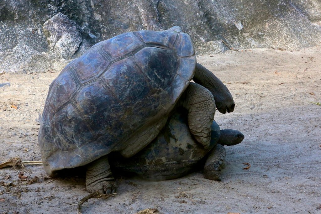 Seychelles: The Mating Season of Aldabra Tortoises