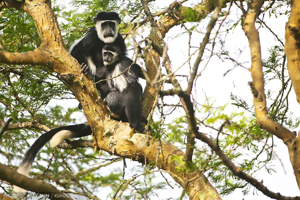 Uganda: 11 Tips for Travellers