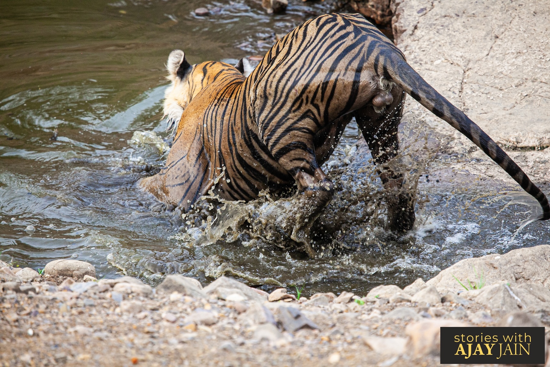 When a Tiger Hunts a Turtle in Ranthambhore | #IndiaIsCalling
